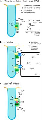 Regulation of Cardiac Contractility by the Alpha 2 Subunit of the Na+/K+-ATPase